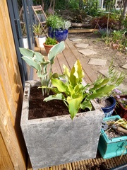 2020 new Gardeners’  thread