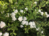 Please can you name this shrub?
