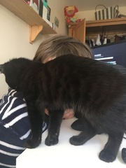My black cat has secret stripes