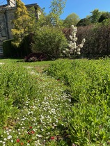 Growing a meadow