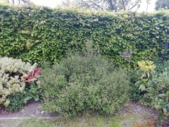 Help to identify this herb please