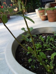 Does anybody know if this is a weed please?
