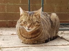 Thug Cat part 2. What, has this thing appeared again tonight?