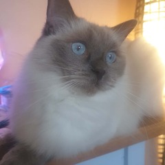 Cat/kitten photos.