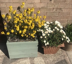 Low maintenance garden pots
