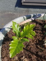 Nut tree or something else?