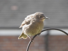 Help. My neighbours seem to be feeding 5000 starlings