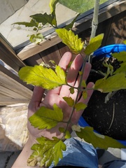 Allotment/Veg Patch Thread 15 - will winter ever end?