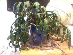 Thread for really fucking ugly houseplants