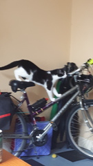 Tell me what I need to know about being a cat owner please!