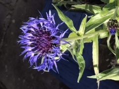 Help! What is my lovely bee plant??
