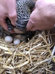 The chicks are hatching!!