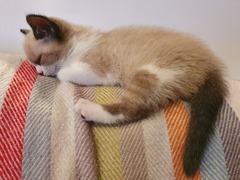 Is my kitten a boy or a girl?