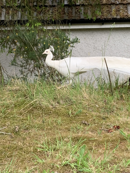 There's a PEACOCK in my garden!!