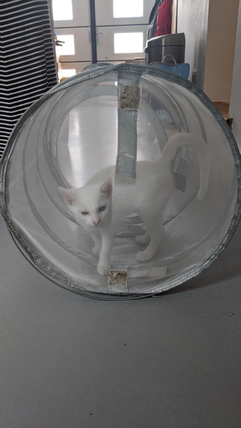 Getting male kit neutered tomorrow