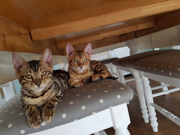 Do your Bengal cats go out?