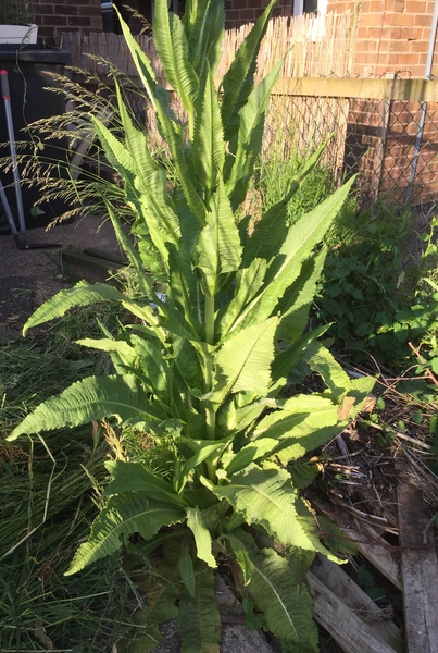 Name the weed