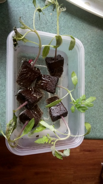 To warn you all NEVER to buy plants from Thompson and Morgan!!