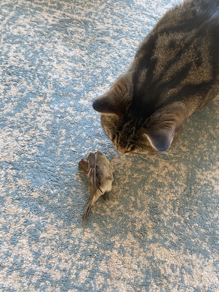 The Lockdown Saving and Spending Continues! May Frugaleers continued