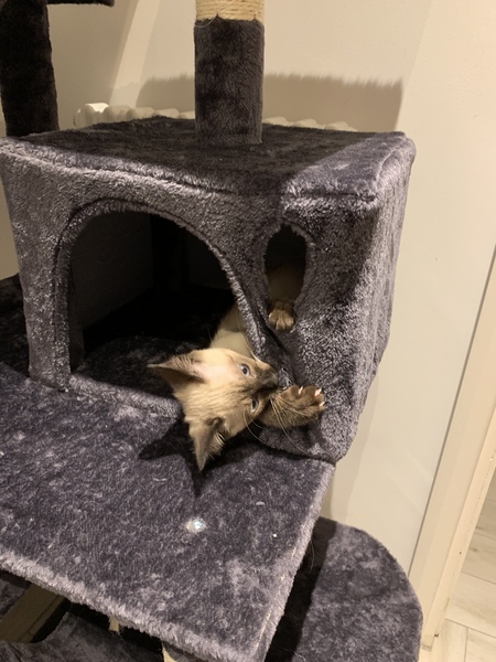 Cat Proofing Garden for kitten
