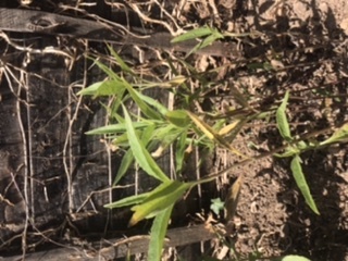 Plant ID please