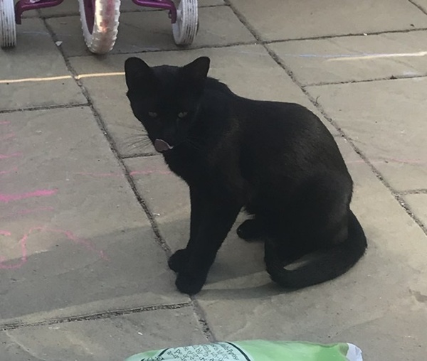 Cat visitor- to feed or not to feed?