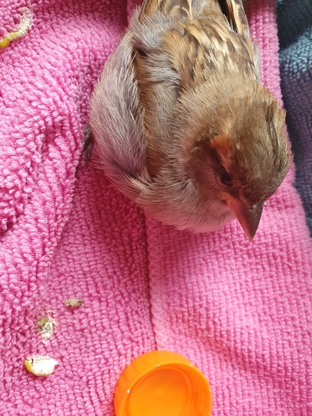 We found a bird...