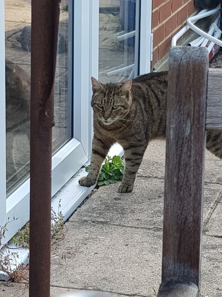 Thug Cat part 2. What, has this thing appeared again tonight?