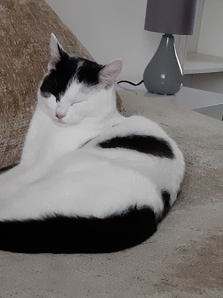 What's your DCat up to today? (Thread 7!)