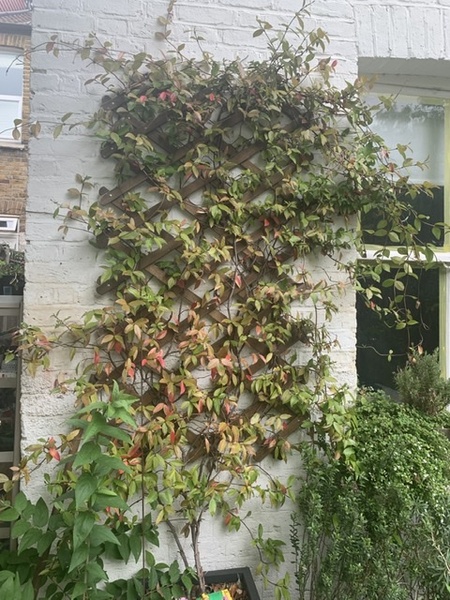 Very large hardy star jasmine never flowers!