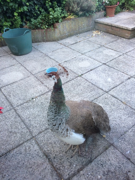 There's a PEACOCK in my garden!!