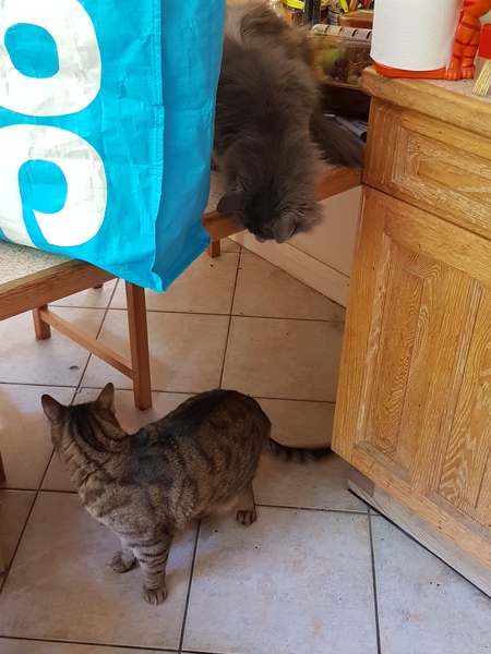 Thug Cat part 2. What, has this thing appeared again tonight?