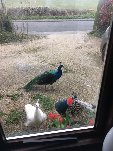 There's a PEACOCK in my garden!!