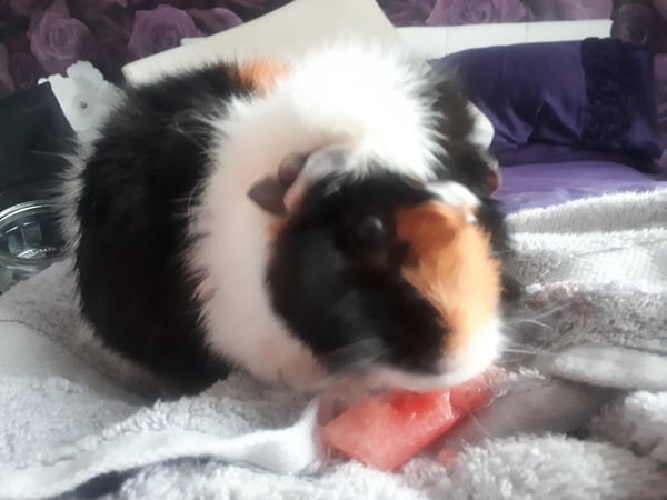 Lone guinea pig - what to do?