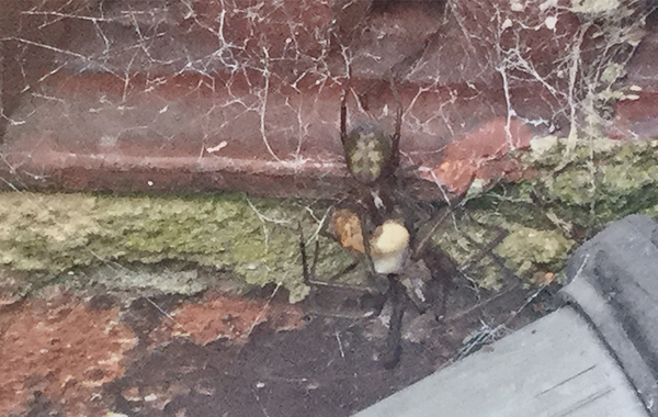Any spiderologists around that can explain this spider behaviour?