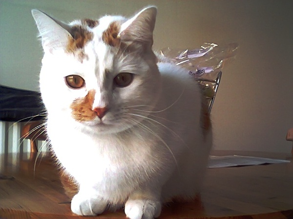 Why does my cat hate me so much?