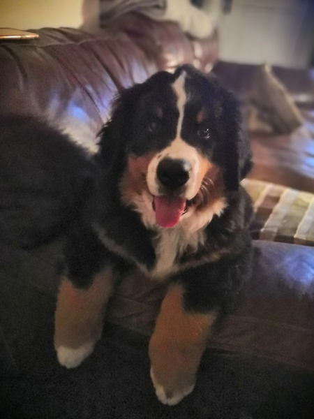Puppy survival thread! June 2020