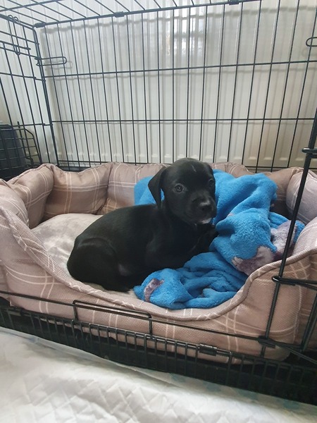 Puppy survival thread! June 2020