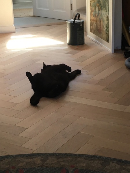 When you met your cat/cats what was it that said "Yes you're the one"