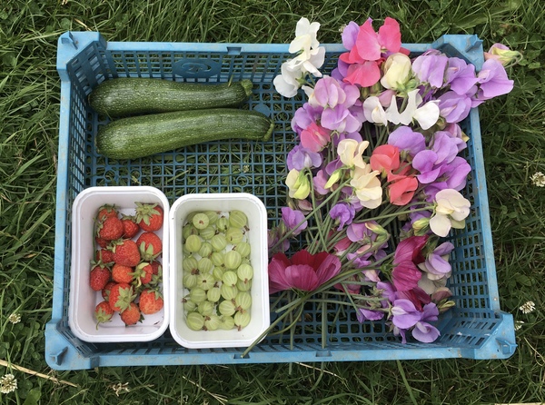 Allotment/Veg Patch Thread 15 - will winter ever end?