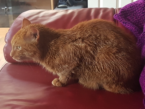 How to wash/bath a cat without getting clawed to death?