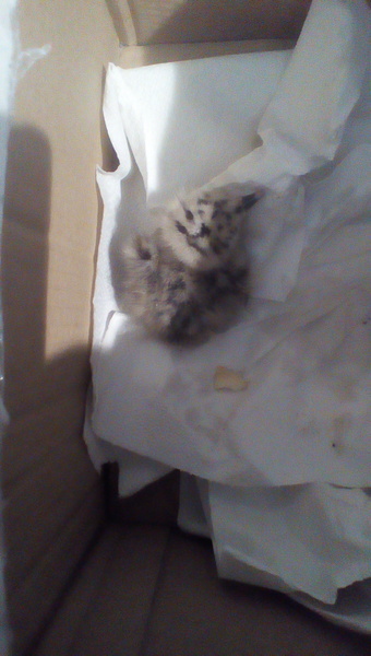 Baby bird found in garden. Help!