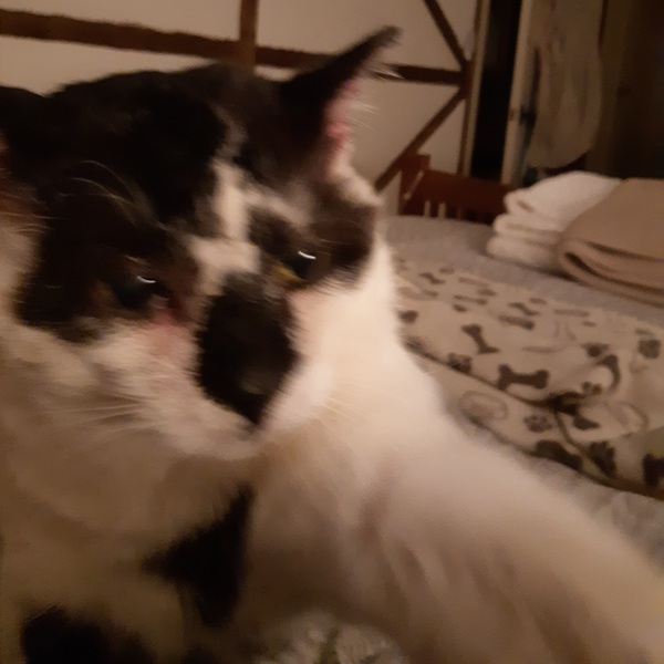 What's your DCat up to today? (Thread 7!)