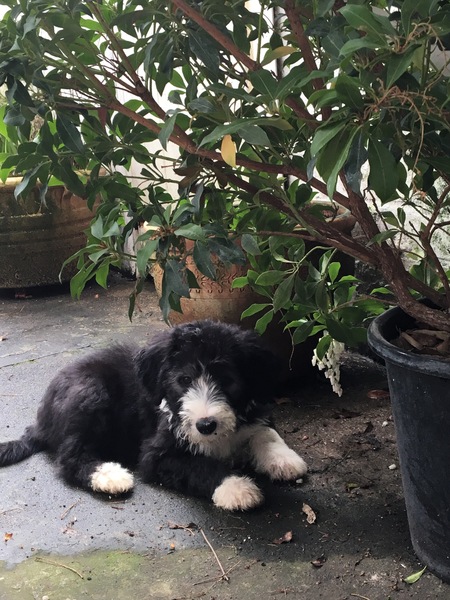 Collie owners, talk to me about your dog?