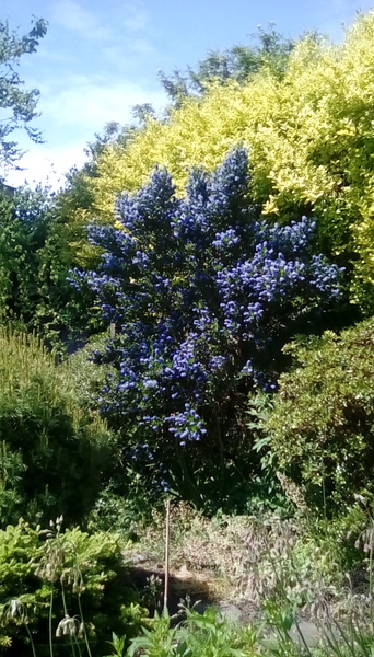Have my Ceanothus in pots died?