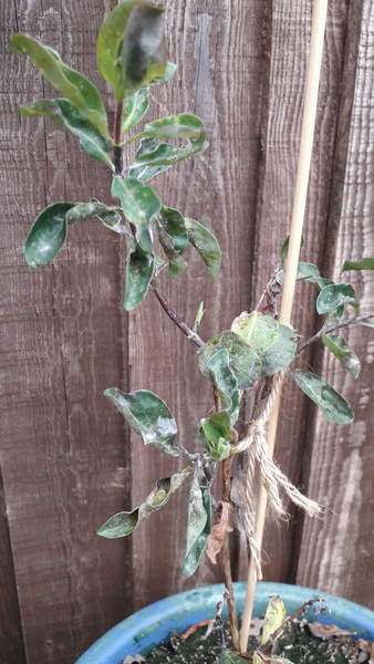 Can this honeysuckle be saved?