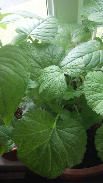 Could anyone help identify this spice plant please?