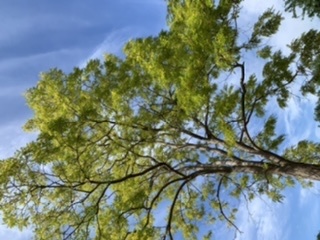What tree is this?