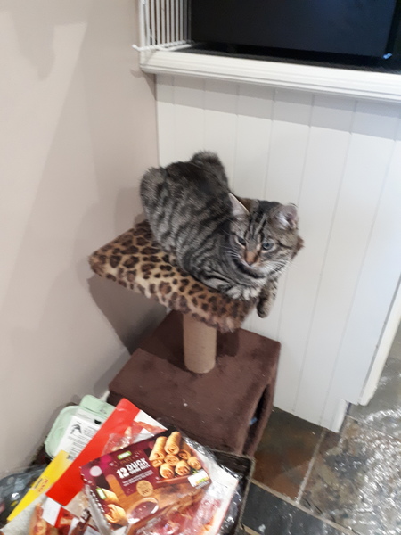 Has anyone ever regretted getting a cat?