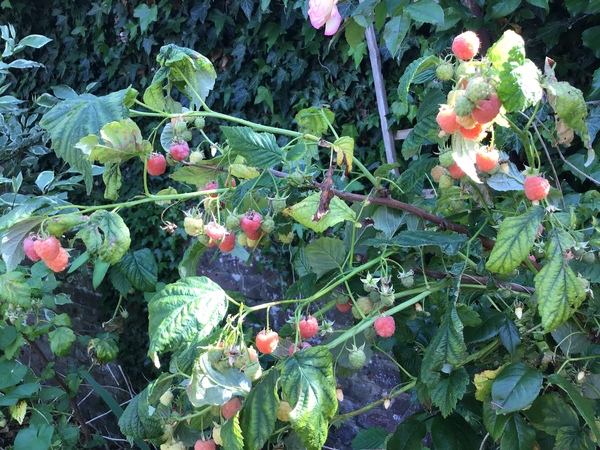 Final Week of Low Carb Bootcamp ... or is it?!